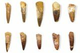 Lot: to Bargain Spinosaurus Teeth - Pieces #133425-1